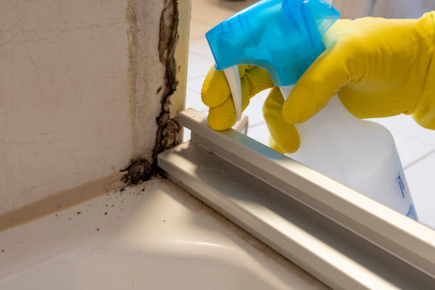 Best Residential Mold Removal  in Hazen, AR