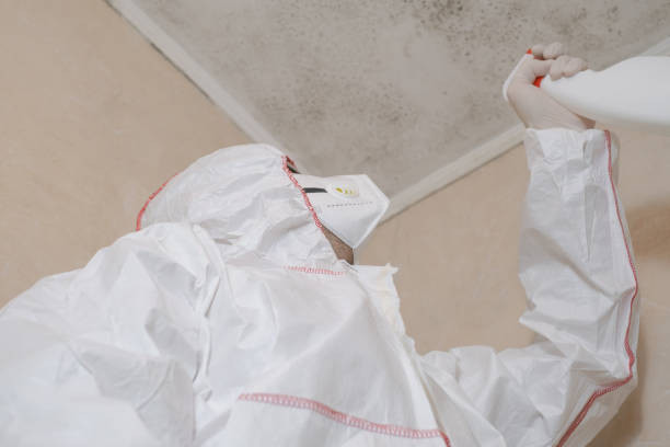 Best Commercial Mold Removal  in Hazen, AR